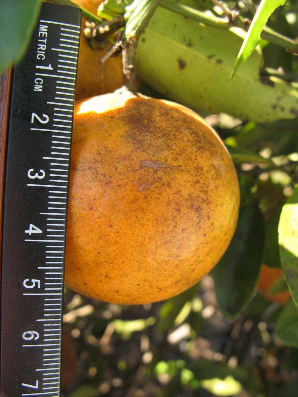              Fruit (Winter Haven, FL)       